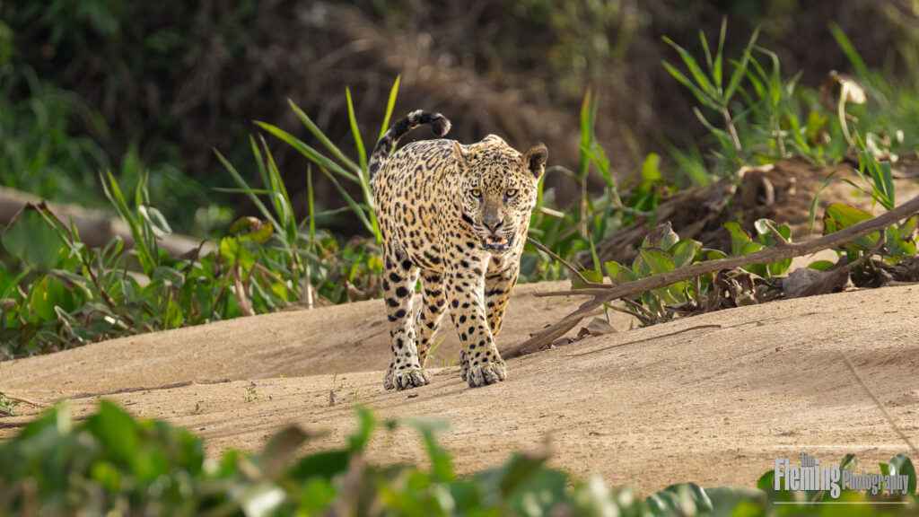 Solitary Jaguar walking on the beach in the jungle.  A carnivore that stalks the forest in Brazil.