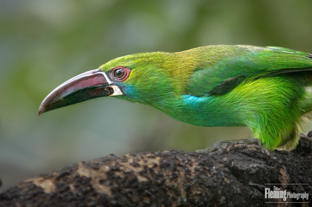 Crimson-rumped toucanet In the Tandayapa valley of northern Ecuador. Animal, beautiful, colorful, colourful, wildlife photography, nature, animal, background, bird, avian, outdoors