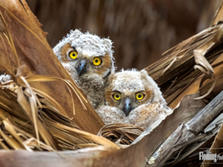 Two great horned owls in nest, nestlings, babies, wildlife, nature photography, cute, eyes, fluffy