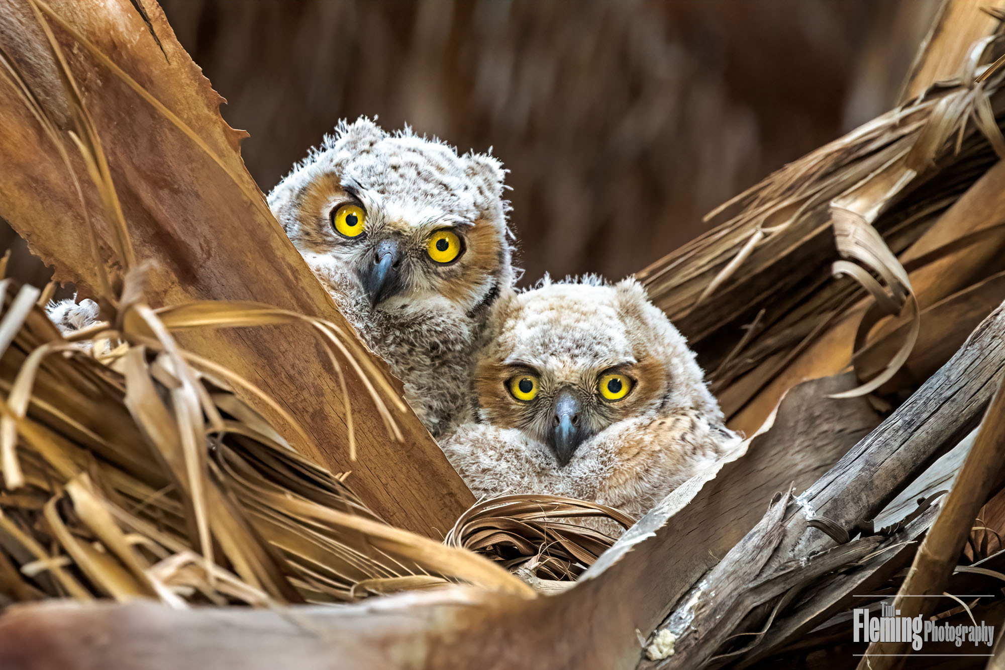 Two great horned owls in nest, nestlings, babies, wildlife, nature photography, cute, eyes, fluffy