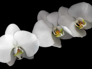 White Orchids, Scanner Art, flowers, black background, beauty, red, purple, floral, botanical, design, graphic, decoration, nature