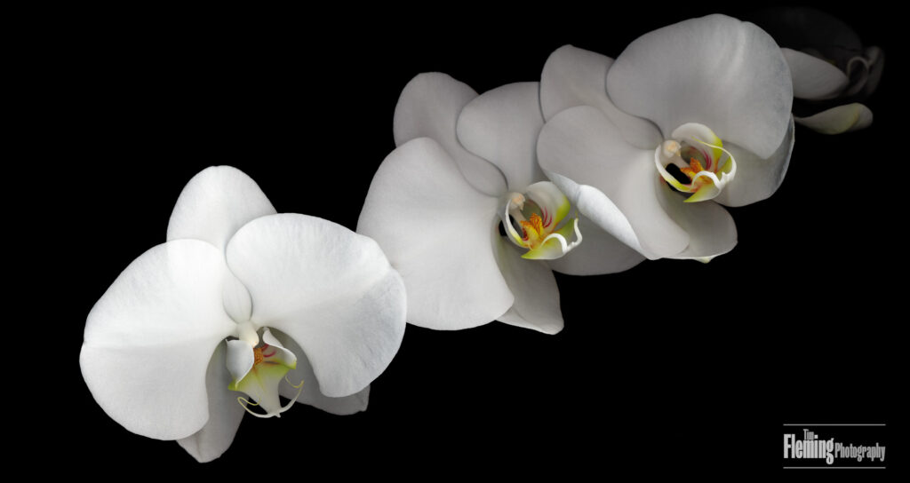 White Orchids, Scanner Art, flowers, black background, beauty, red, purple, floral, botanical, design, graphic, decoration, nature