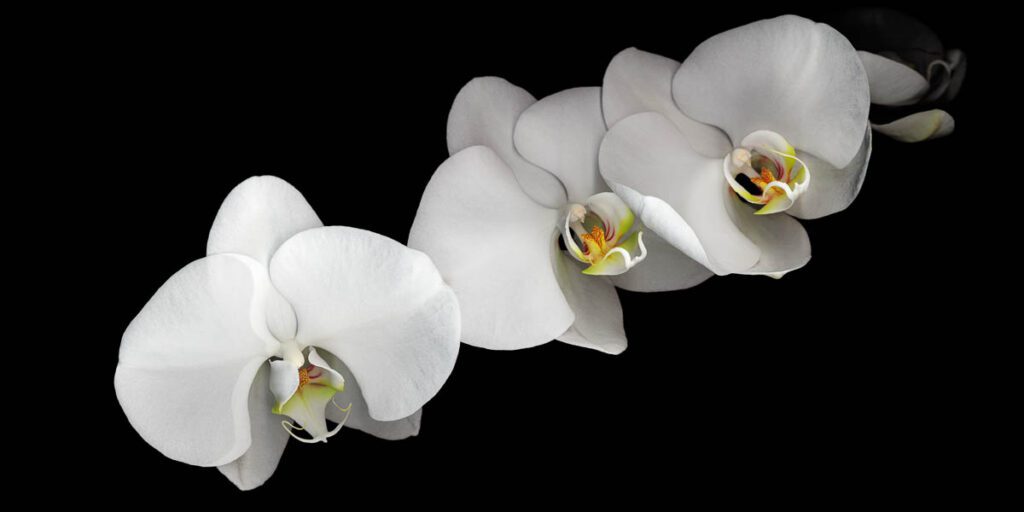 White Orchids Three white phalaenopsis orchids with light yellow and orange centers, arranged diagonally on a solid black background.