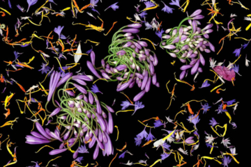 A vivid scanography image featuring three clusters of tightly coiled purple agapanthus buds with bright green stems, set against a black background. Surrounding the buds are scattered, colorful flower petals and fragments in shades of orange, yellow, purple, and red, creating a dynamic and intricate composition.