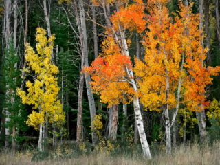 Vibrant yellow and orange aspen trees with white bark stand out against a dark green pine forest and dry grass in autumn.