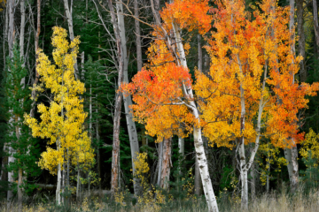 Vibrant yellow and orange aspen trees with white bark stand out against a dark green pine forest and dry grass in autumn.