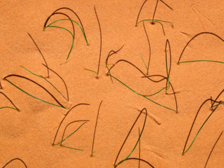 Graceful arching grass set against orange desert sand in pleasing abstract composition.