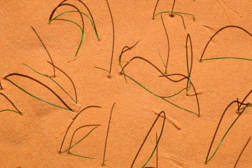 Graceful arching grass set against orange desert sand in pleasing abstract composition.