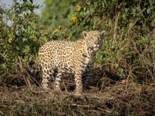 Jaguar standing in dense jungle foliage, staring directly at the camera with an intense, focused gaze; its spotted coat contrasts against the lush green background.