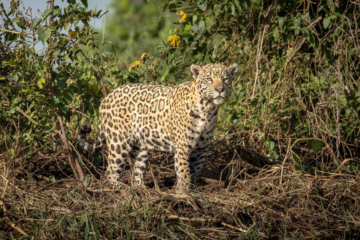 Jaguar standing in dense jungle foliage, staring directly at the camera with an intense, focused gaze; its spotted coat contrasts against the lush green background.