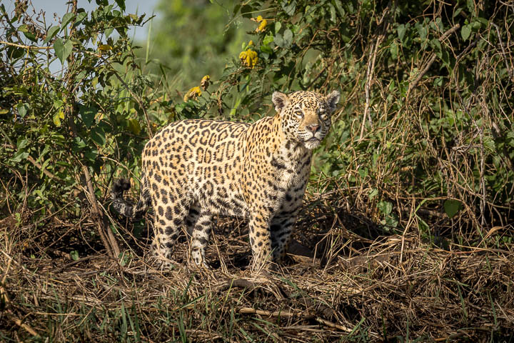 Jaguar standing in dense jungle foliage, staring directly at the camera with an intense, focused gaze; its spotted coat contrasts against the lush green background.