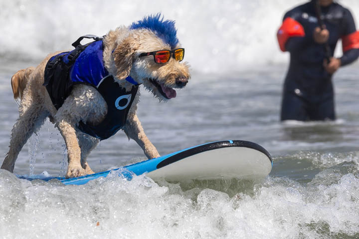 A golden-brown dog wearing reflective sunglasses balances confidently on a bright surfboard, riding over foamy blue waves under a sunny sky.