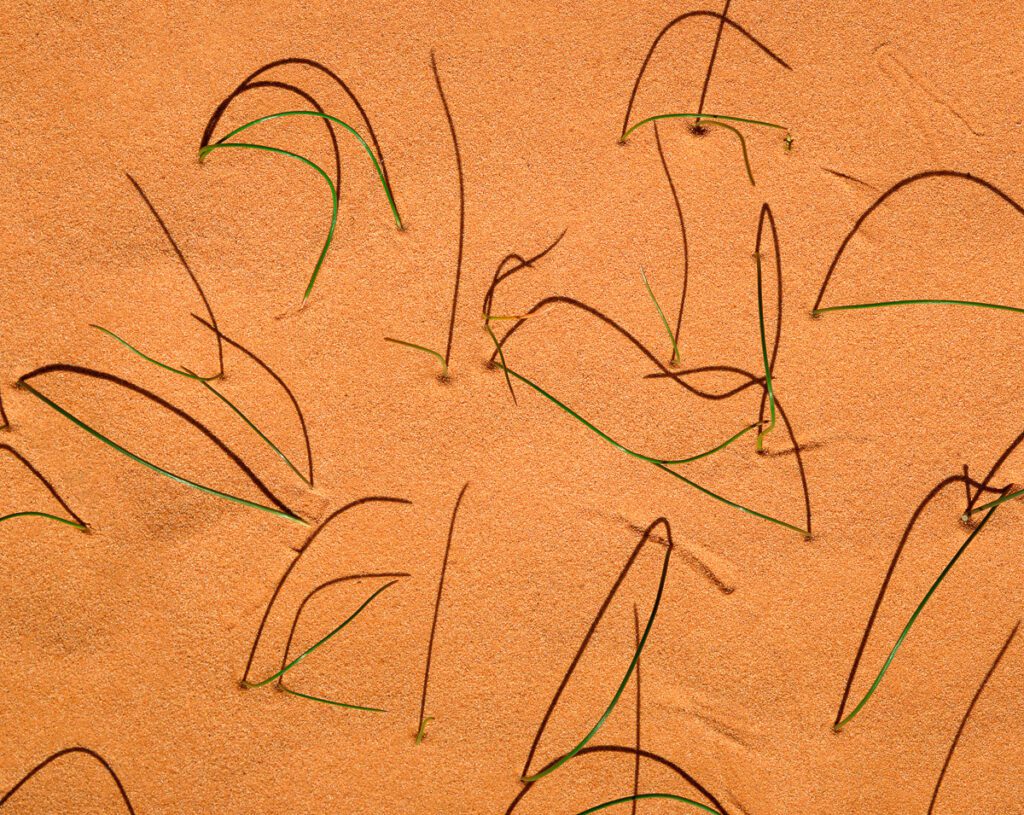 Close-up of desert sand with green grass and shadows