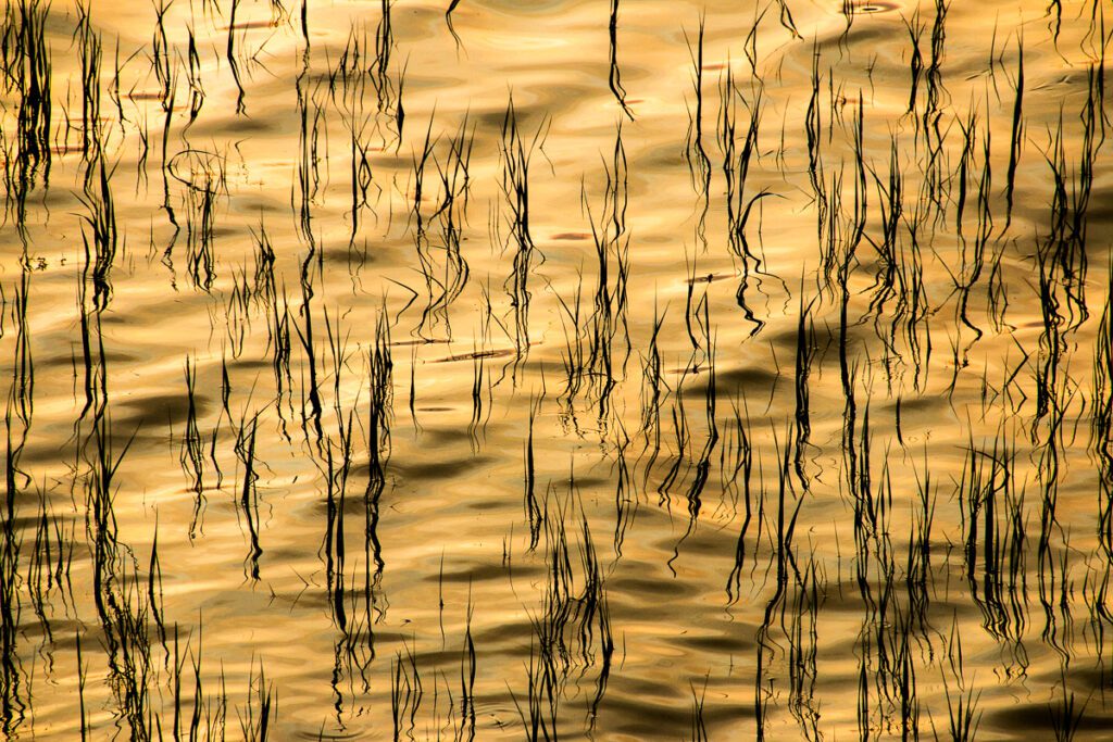 Close-up of golden wavy water reflecting black reeds, creating an abstract natural texture perfect for backgrounds.