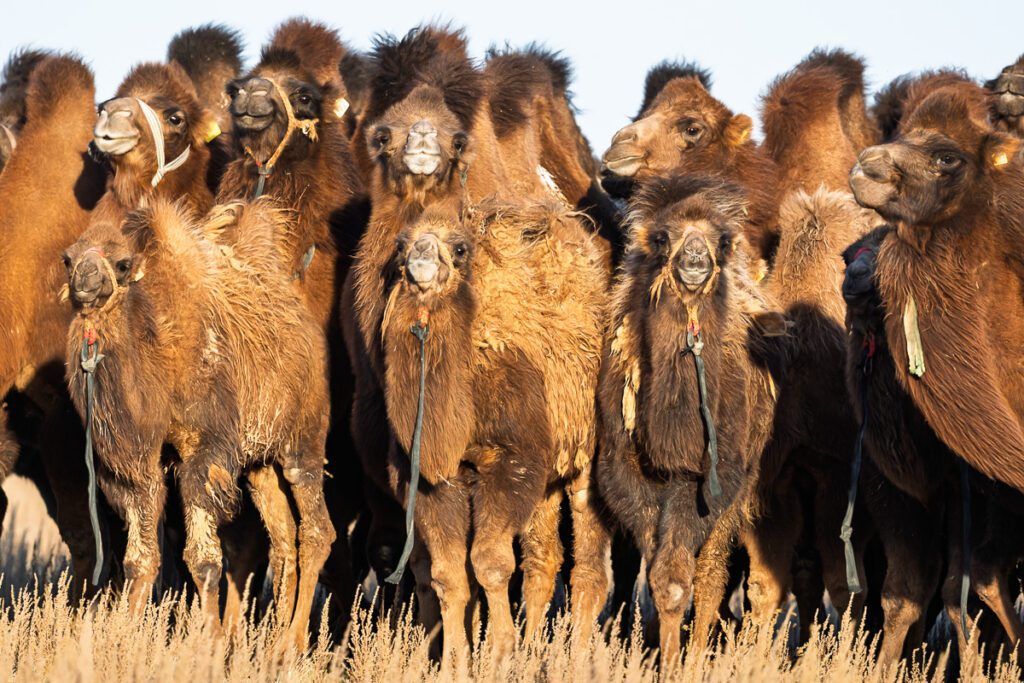 Group of Bactrian camels standing together in a field.