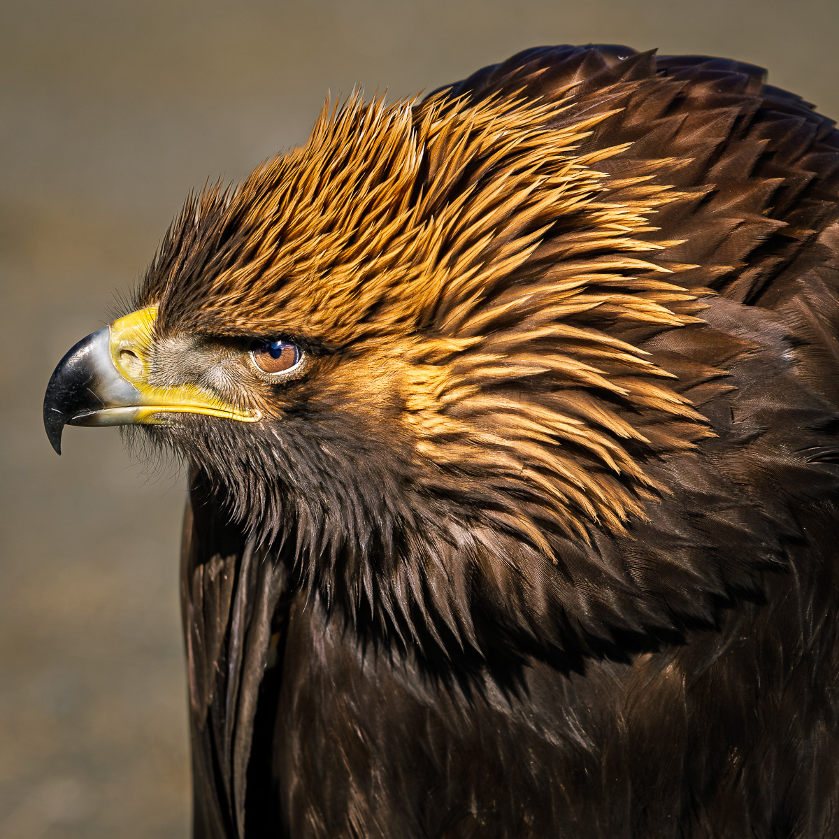 Close-up portrait of a golden eagle showing its powerful hooked beak and golden-brown feathers in Mongolia