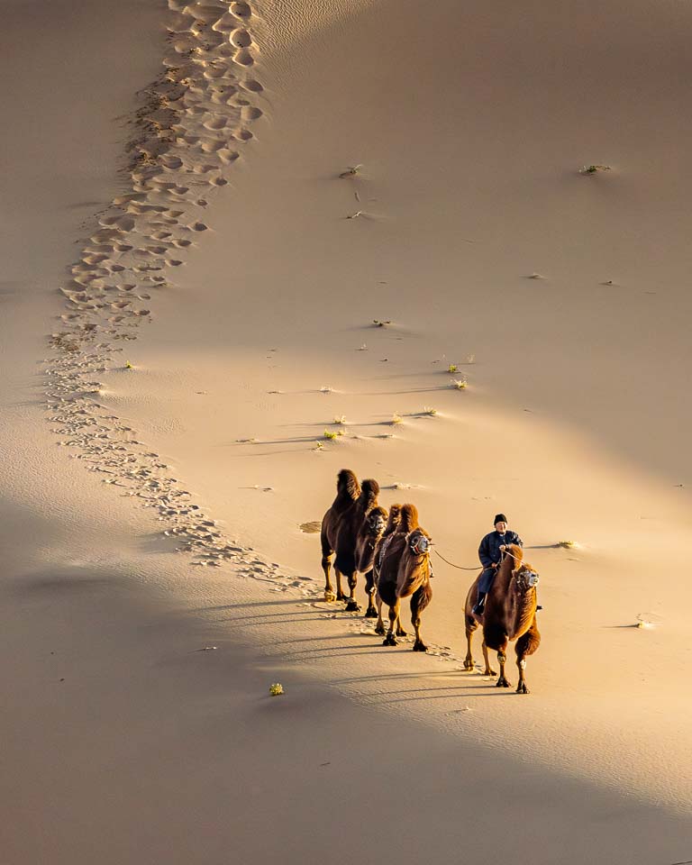 Camel caravan traveling across sunlit sand dunes at Khongor in the Gobi Desert, Mongolia