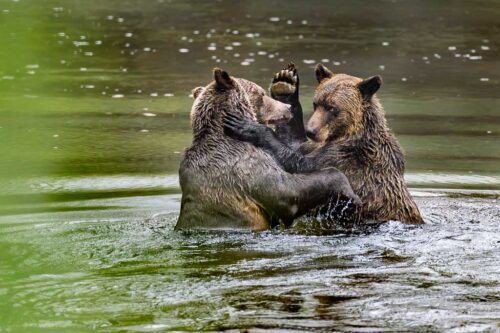 Grizzly Bears Wrestling