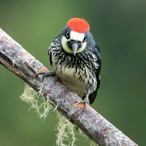 Acorn Woodpecker