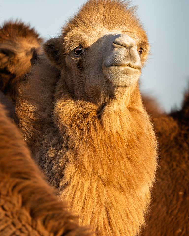 Close-up portrait of a shaggy Bactrian camel with thick golden-brown fur in the Gobi Desert, Mongolia