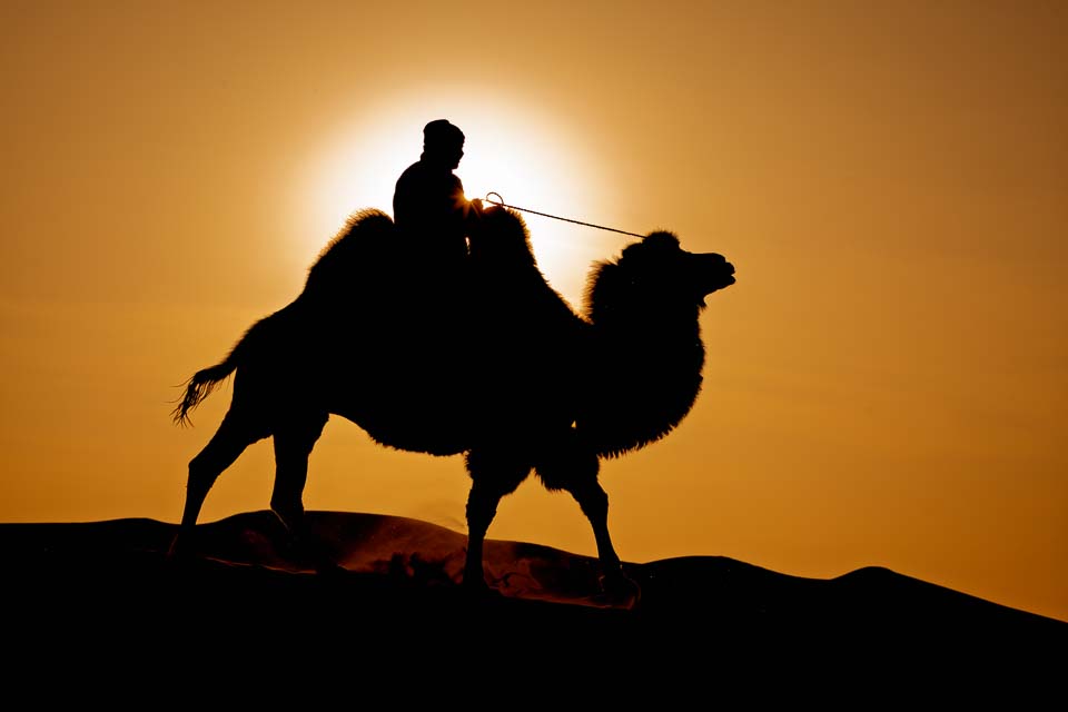 Silhouette of a camel rider against the golden evening sky in the Gobi Desert, Mongolia.