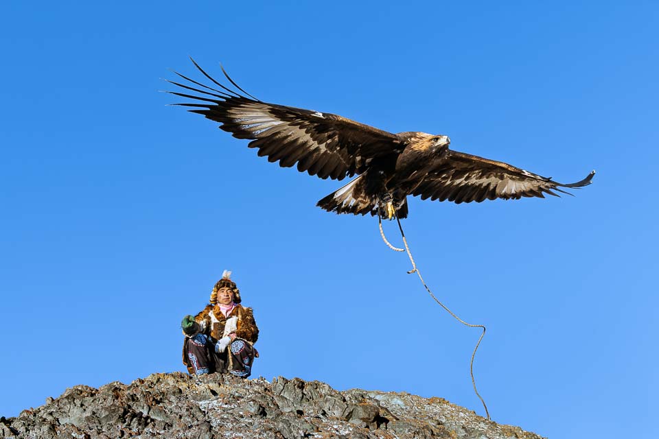 Golden eagle flying above a Kazakh eagle hunter seated on a rocky hilltop beneath a clear blue sky in Mongolia