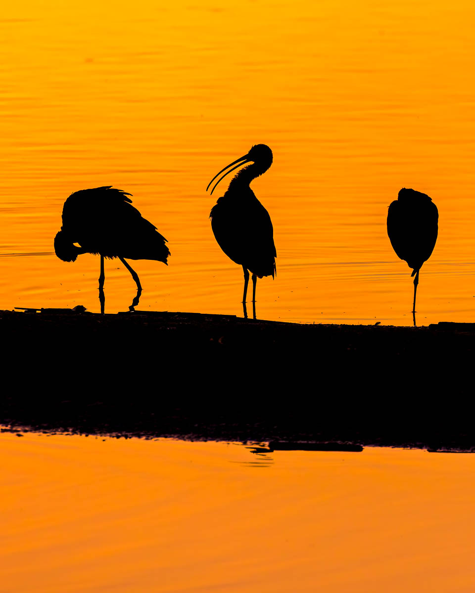 Ibis Silhouette
