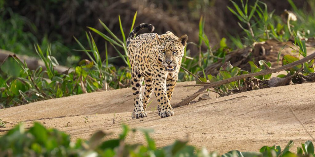A majestic jaguar with stunning spotted fur walks purposefully on a sandy bank, eyes fixed forward, amidst lush green foliage.